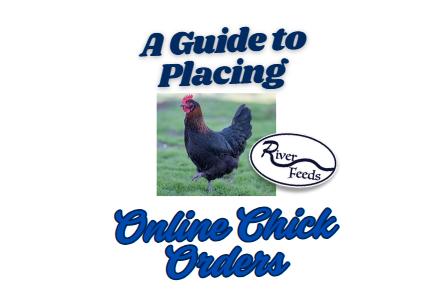 A Guide to Ordering Chicks Online