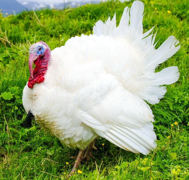 Broad Breasted White Turkey (March 27-29)