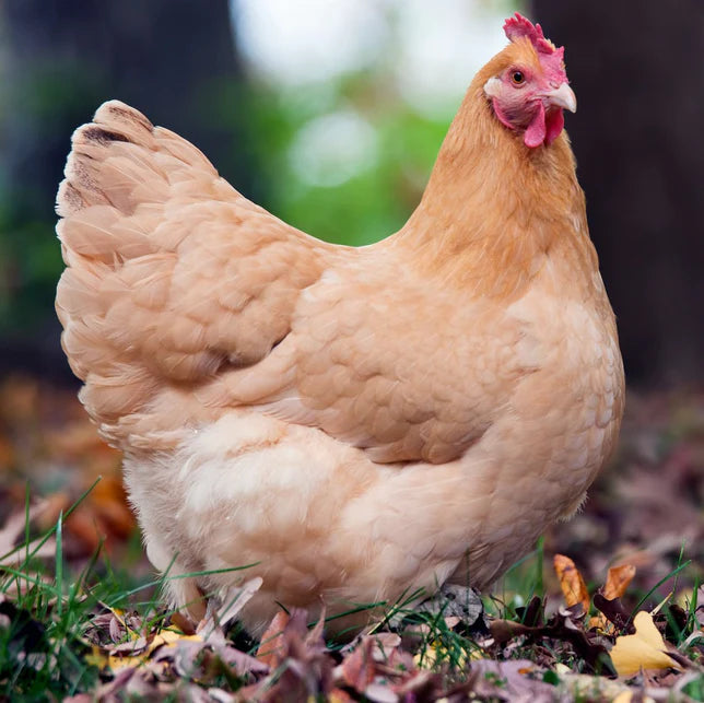 Buff Orpington (June 13/14)