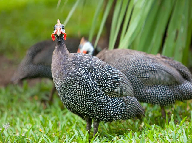 French Gray Guinea (June 13/14)