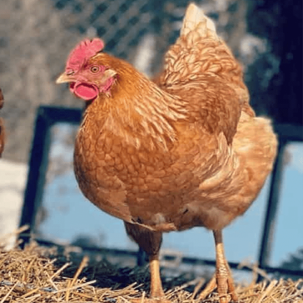 ISA Brown (March 19-20)