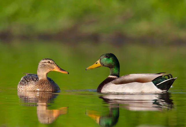 Mallard (June 13/14)