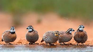 Bobwhite Quail *Special Order Birds*