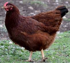 Rhode Island Red (May 29-31)