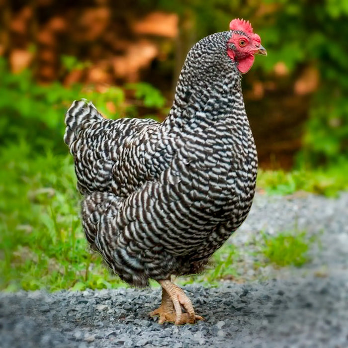 Barred Rock (April 30-May 1)