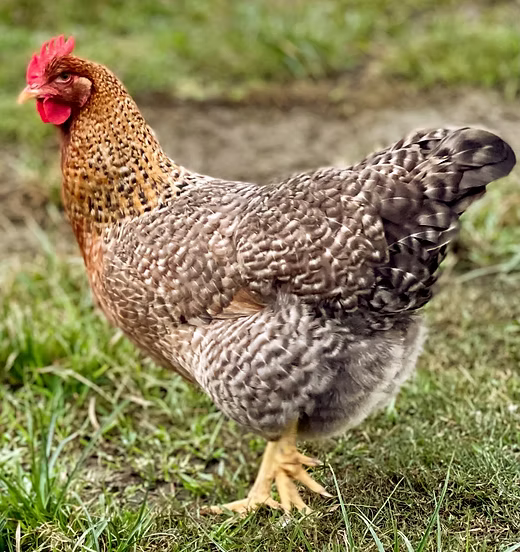 Bielefelder (March 19-20)