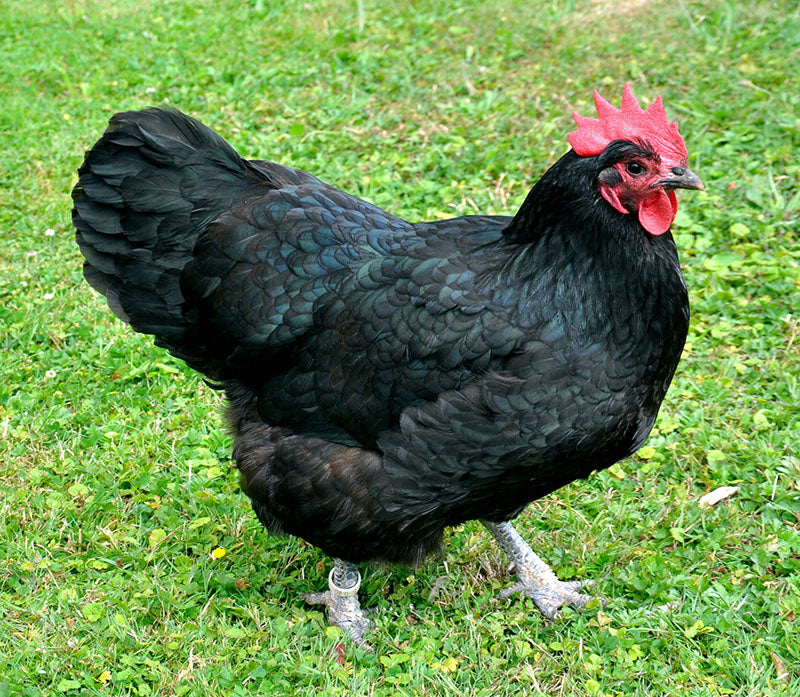 Black Australorp (May 14-15)