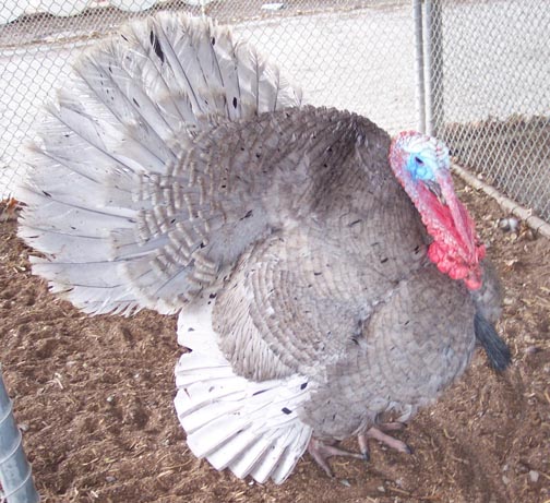 Blue Slate Turkey (June 4th Arrival)