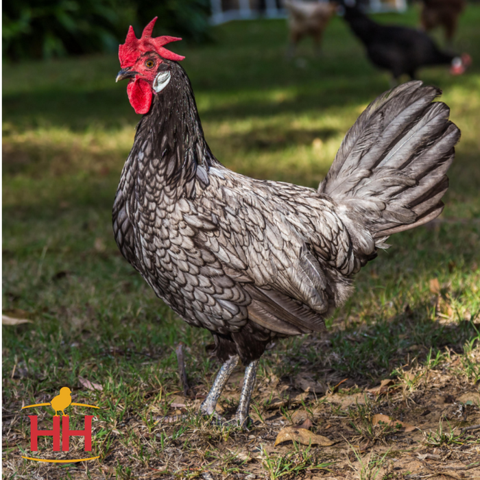 Blue Andalusian (March 19-20)