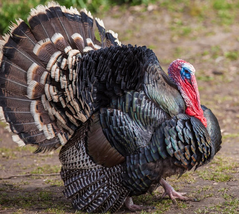 Broad Breasted Bronze Turkey (Special Order)