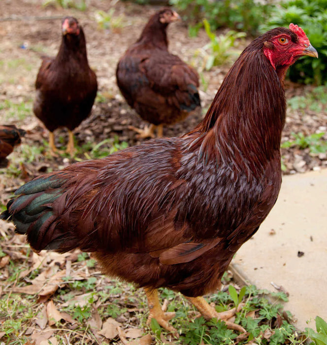 Buckeye (March 19-20)