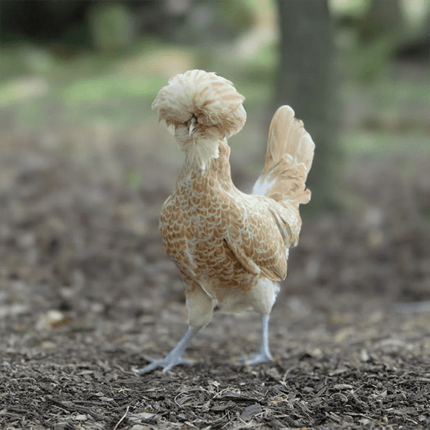 Buff Laced Polish (April 30-May 1)