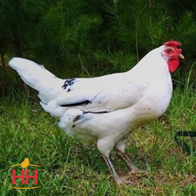 California White (June 11-12)