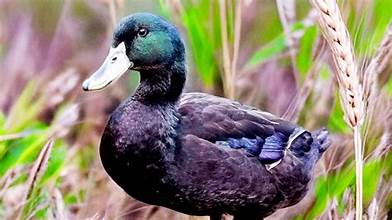 Cayuga Duck (May 8-9)