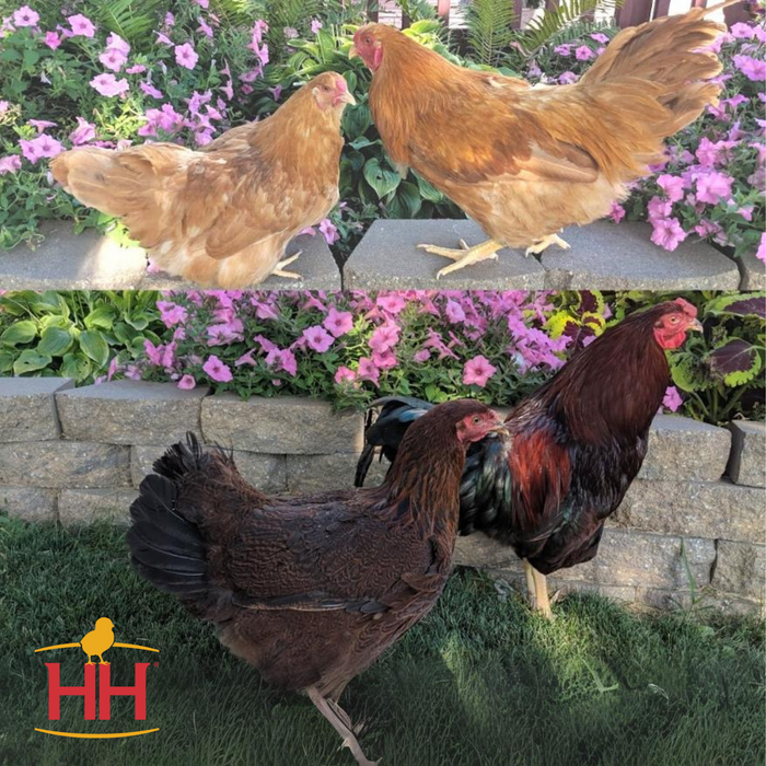 Chantecler (April 9-10)