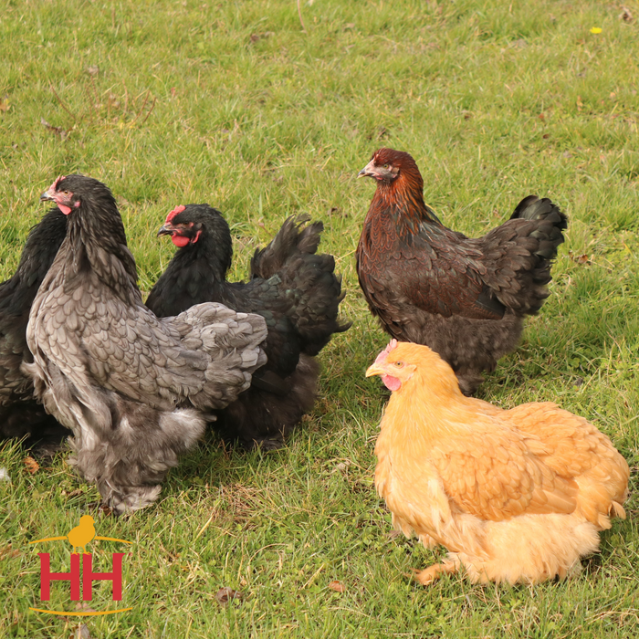 Assorted Cochin (June 11-12)