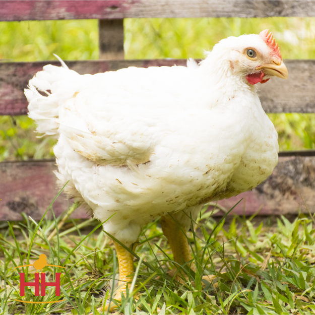Cornish Cross Broilers (May 7-8)