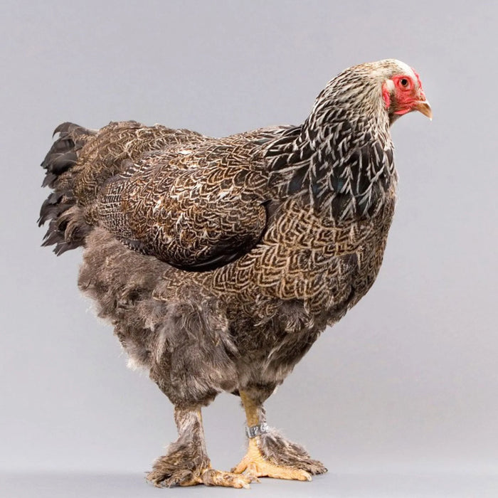 Dark Brahma (June 11-12)