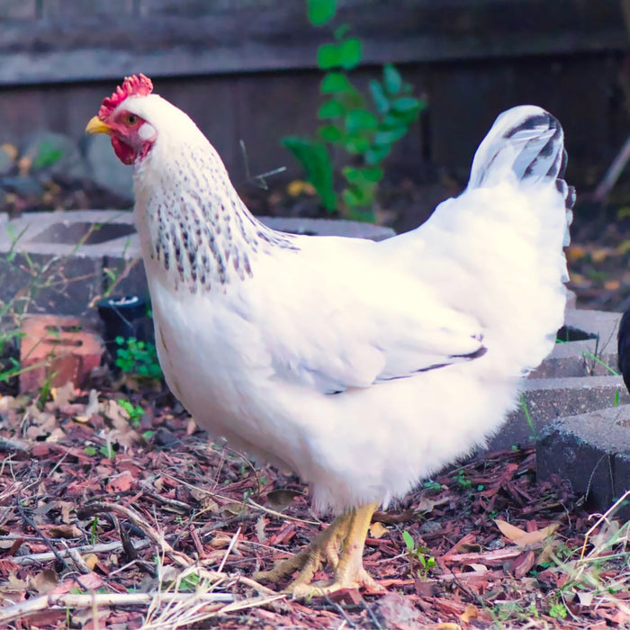 Delaware (June 11-12)