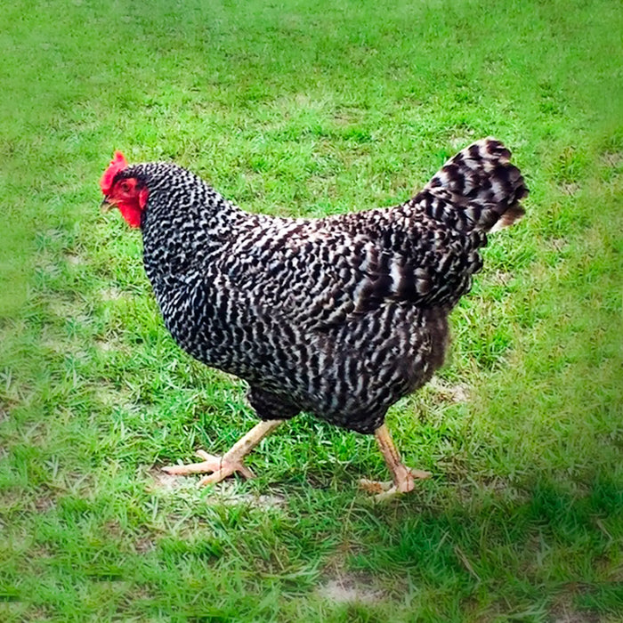 Dominique (May 14-15)