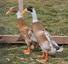 Fawn & White Runner Ducks (April 17-19)