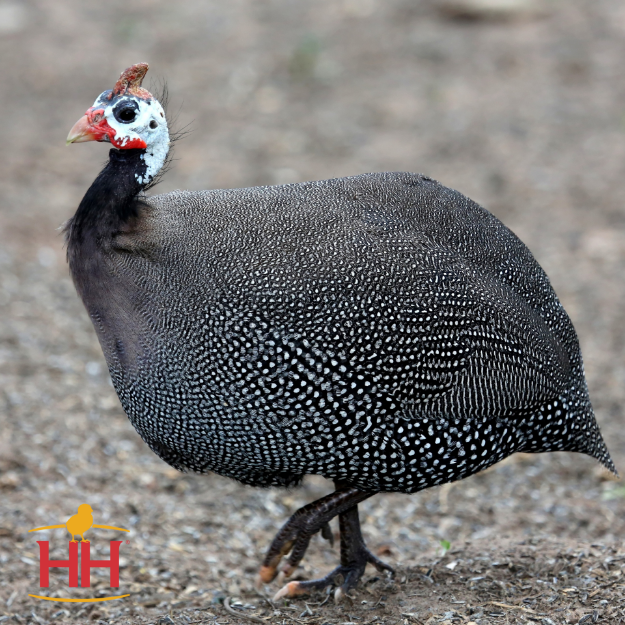 French Pearl Guinea (Special Order)