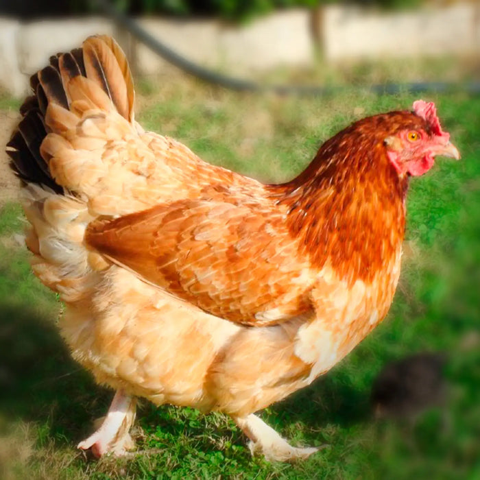 French Wheaton Maran (June 11-12)