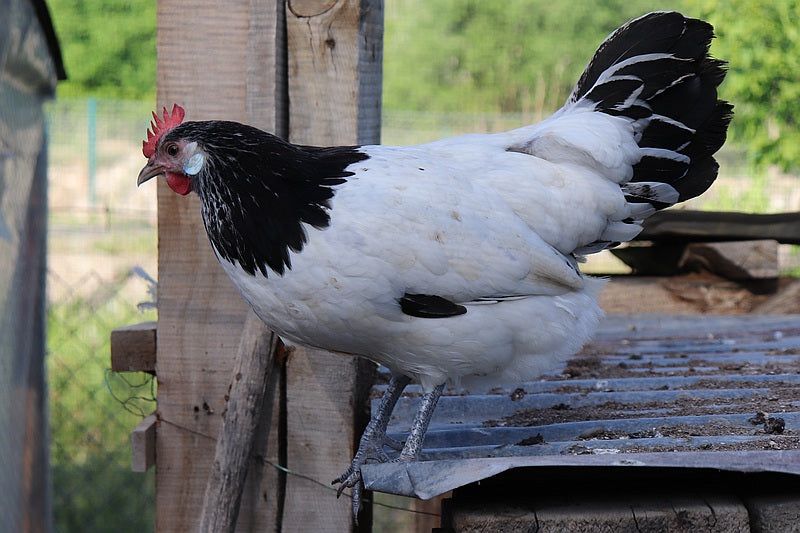 Lakenvelder (May 14-15)