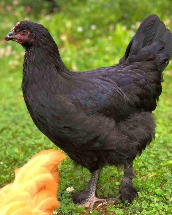 Midnight Majesty Maran (March 19-20)