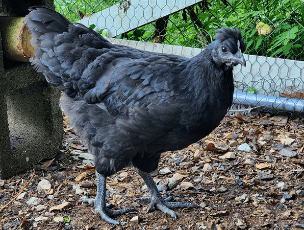 Mystic Onyx (June 25-26)