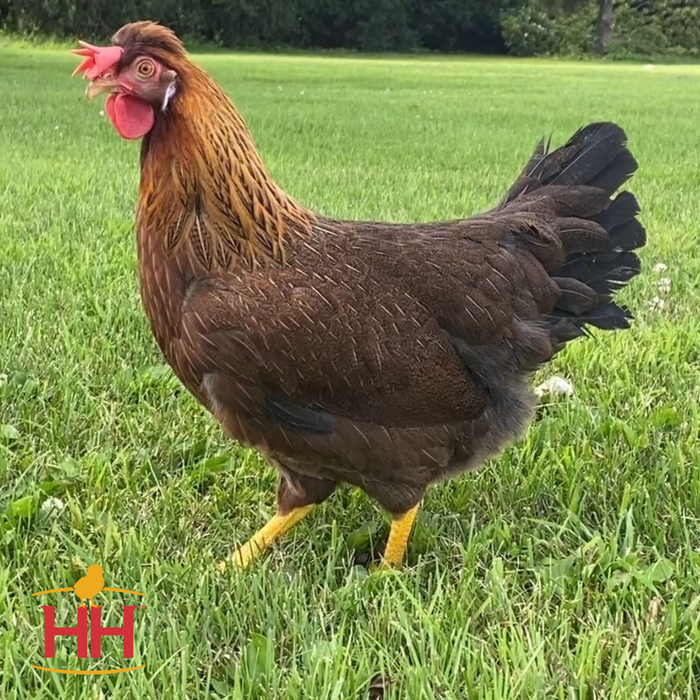 Olive Egger (May 14-15)