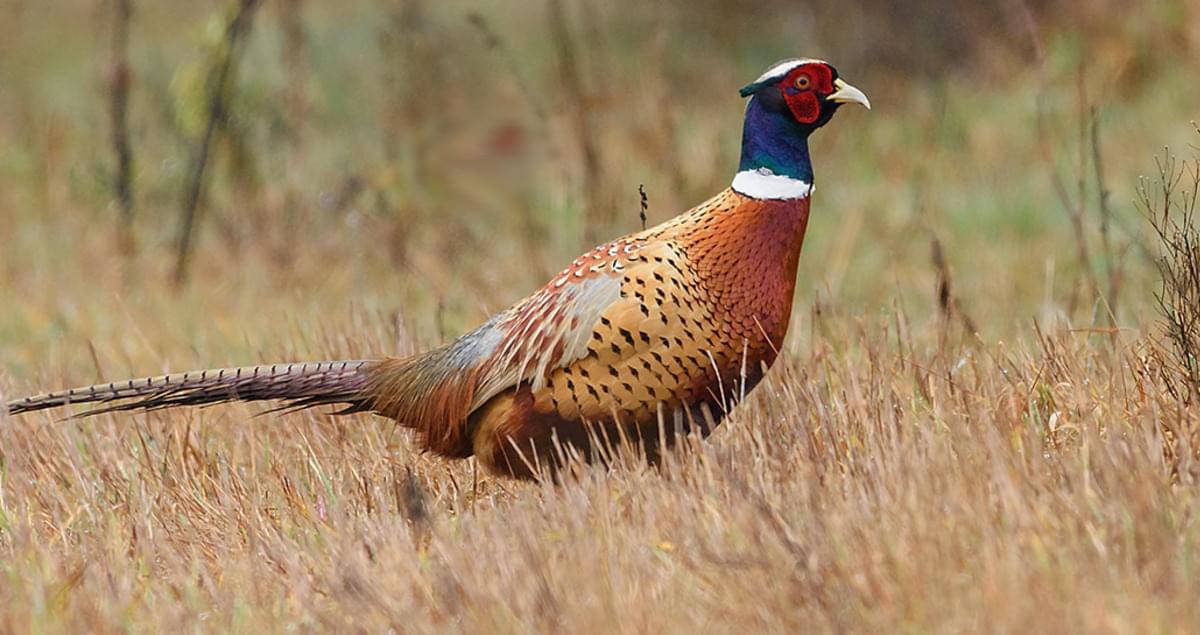 Ringneck Pheasant (Special Order)