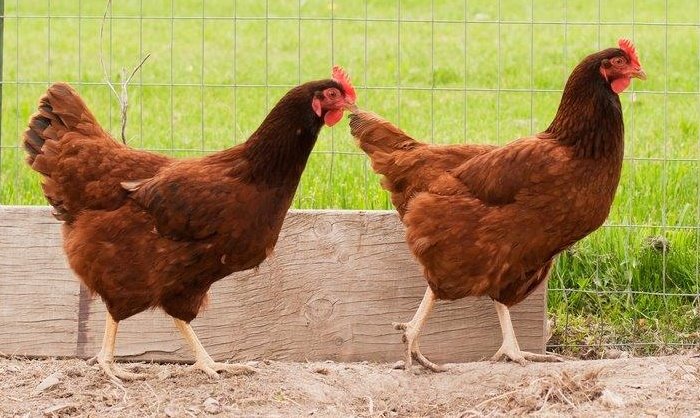 Production Red (June 25-26)