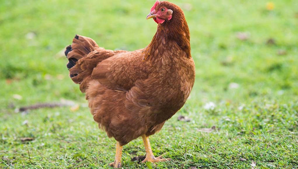 Rhode Island Red (April 30- May 1)