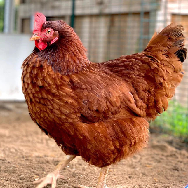 Rhode Island Red (June 13/14)