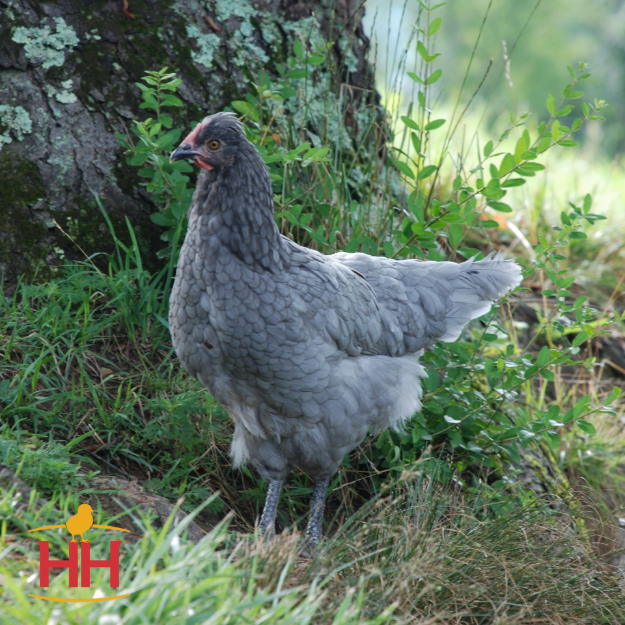 Sapphire Olive Egger (June 11-12)