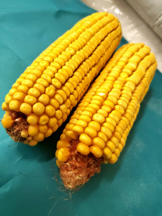 Ear Corn 25lb