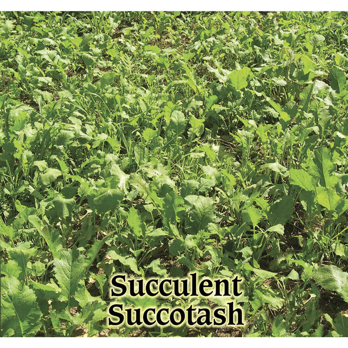 Succulent Succotash Mix - 5lb