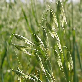 oat seeds for planting near me Spring Seed Oats