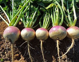 Purple Top Turnips - 5lb